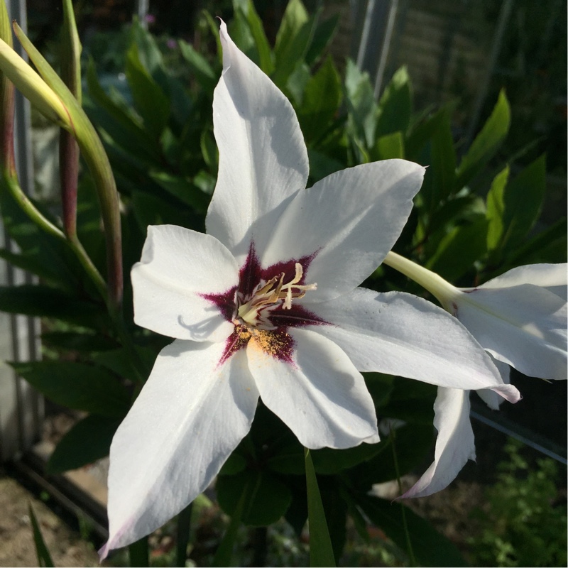 plant image 173316 plant image 173316
