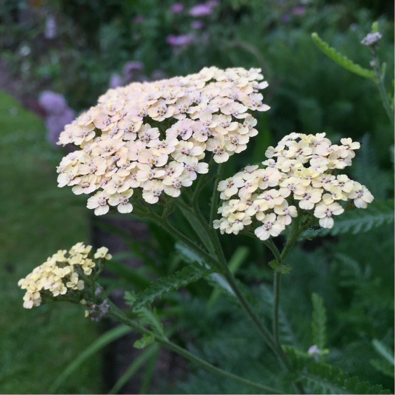 plant image 173489