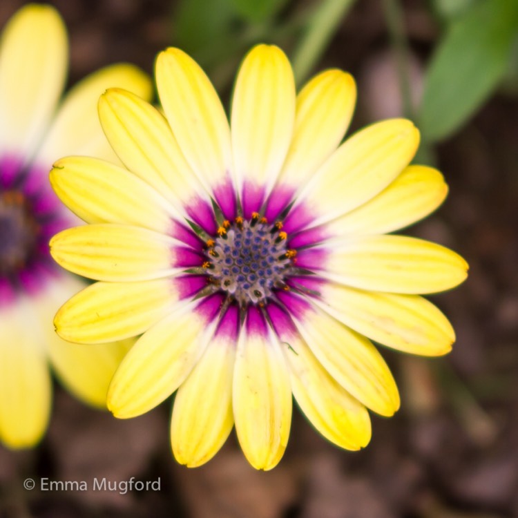 Plant image Osteospermum 'Serenity Blue Eyed Beauty'