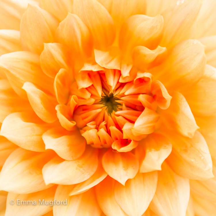 Plant image Dahlia 'Noordwijks Glorie'