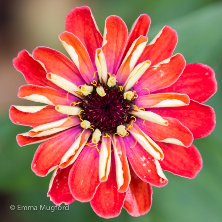 Plant image Zinnia 'Hot Mix'