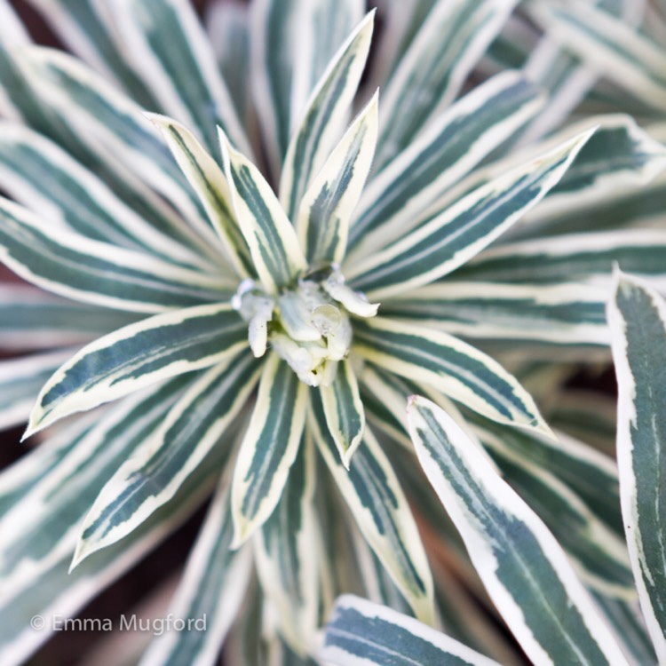 plant image 267451
