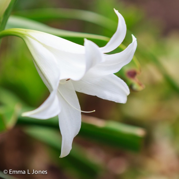 Plant image Crinum x powellii 'Album'