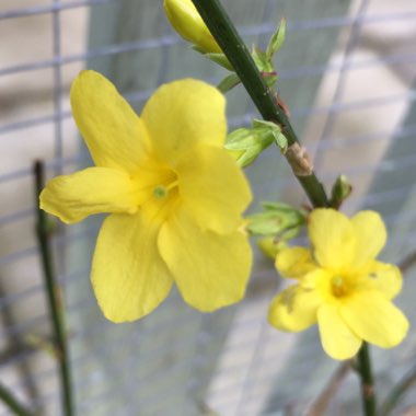 Jasminum nudiflorum