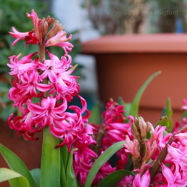 Hyacinthus orientalis