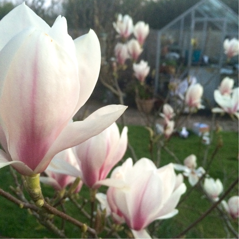plant image 32923