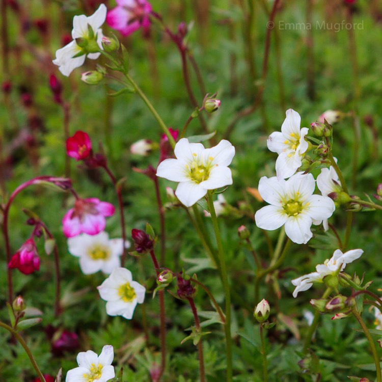 plant image 336724