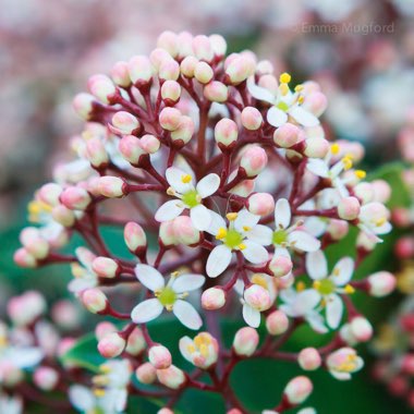 Skimmia japonica 'Rubella'