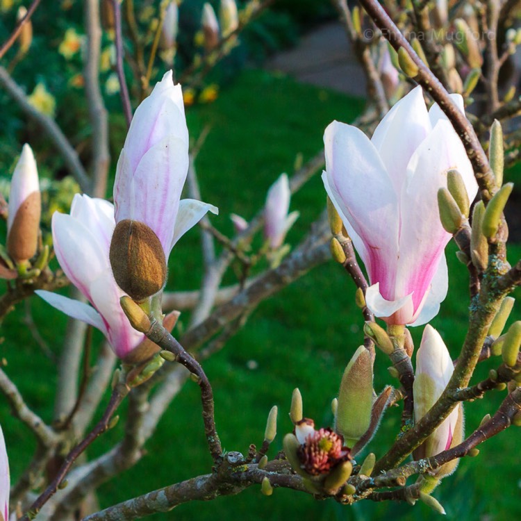 plant image 343483