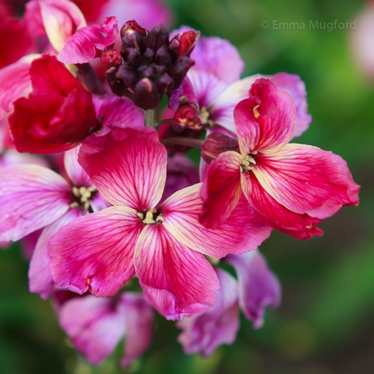 plant image 368496