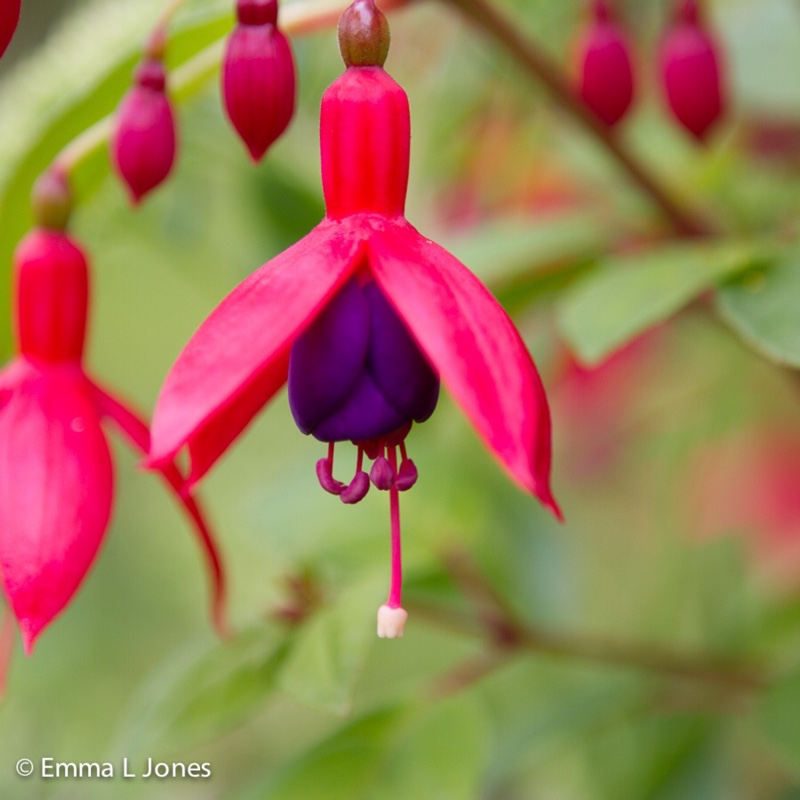 Plant image Fuchsia 'Blue Angel'