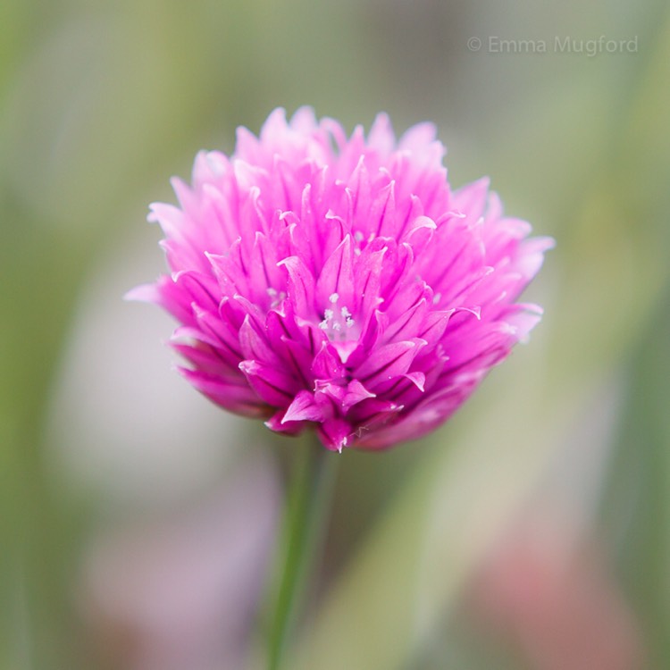 plant image 387728