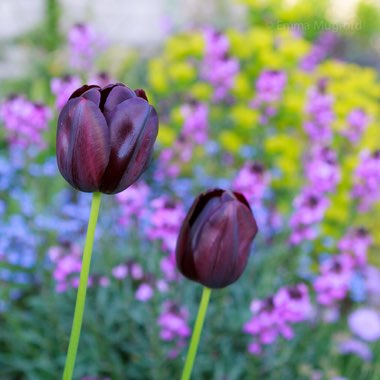 Tulipa