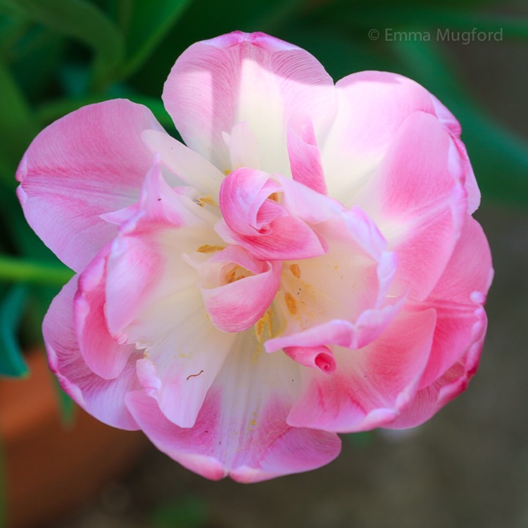 plant image 396097