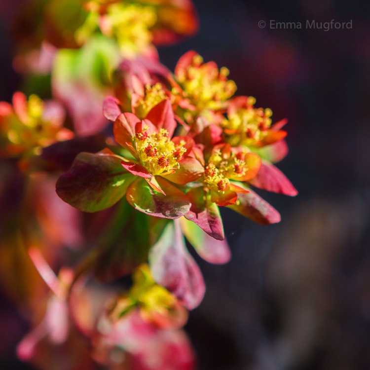 Plant image Euphorbia