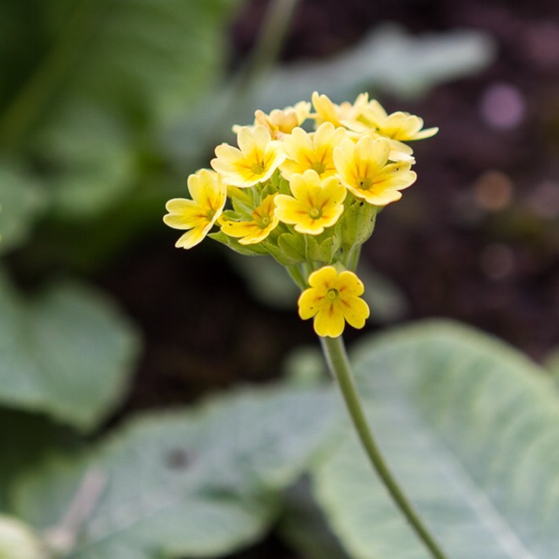 plant image 43139