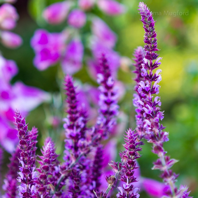 plant image 453186