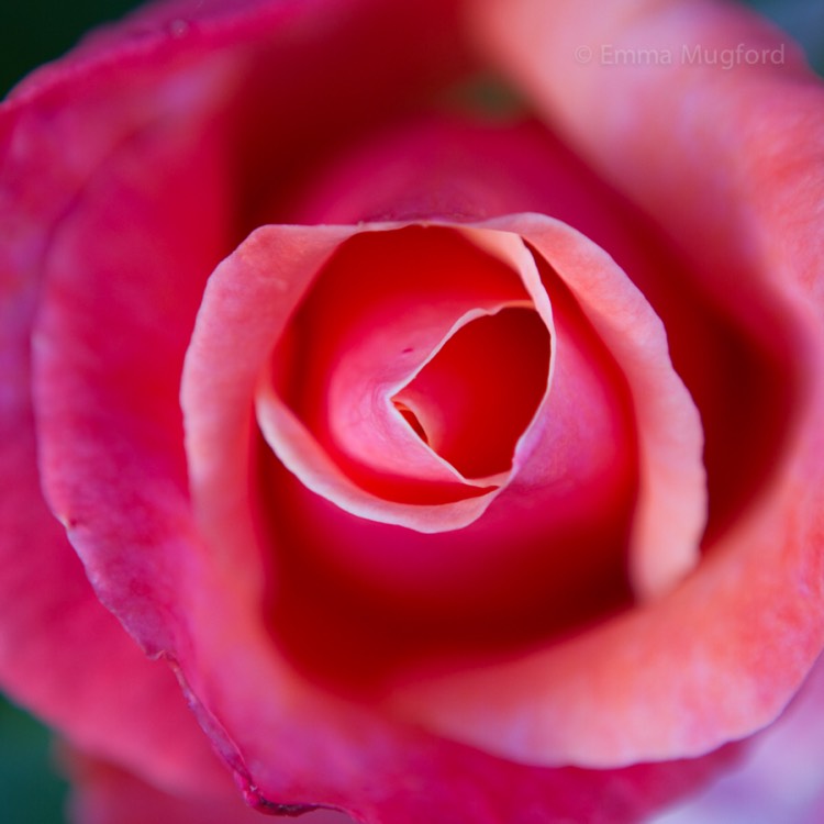 plant image 458660 plant image 458660