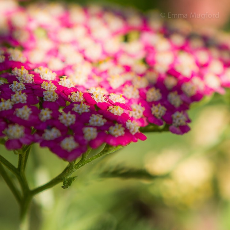 plant image 482158