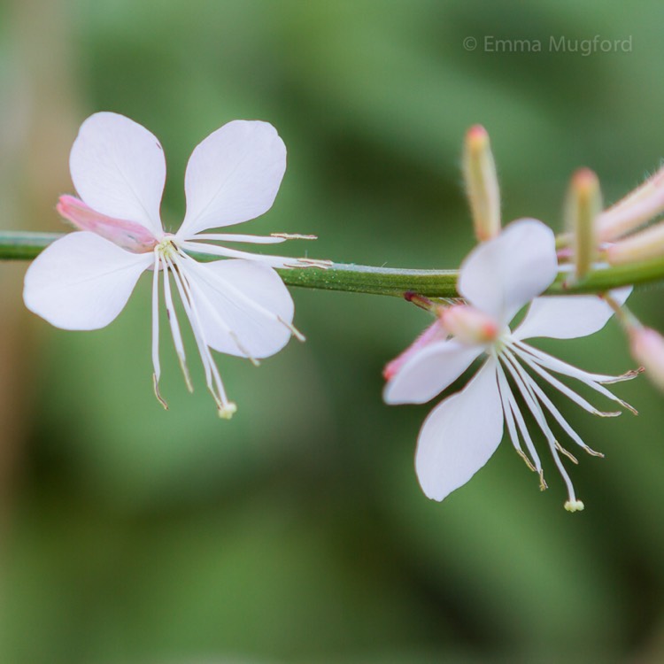 plant image 484458 plant image 484458