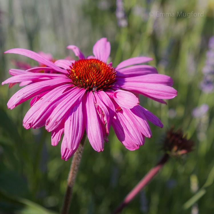 plant image 484461 plant image 484461