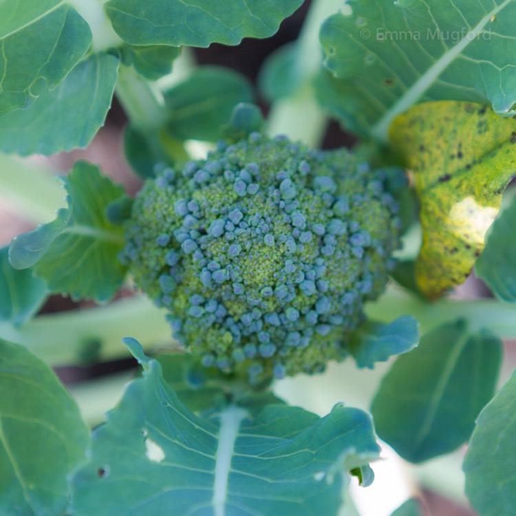 Plant image Brassica oleracea (Italica Group)
