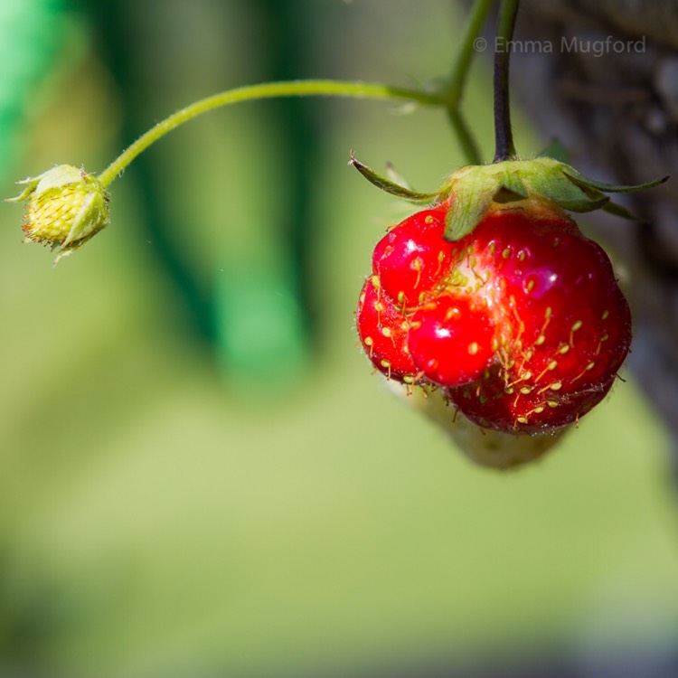 plant image 484479
