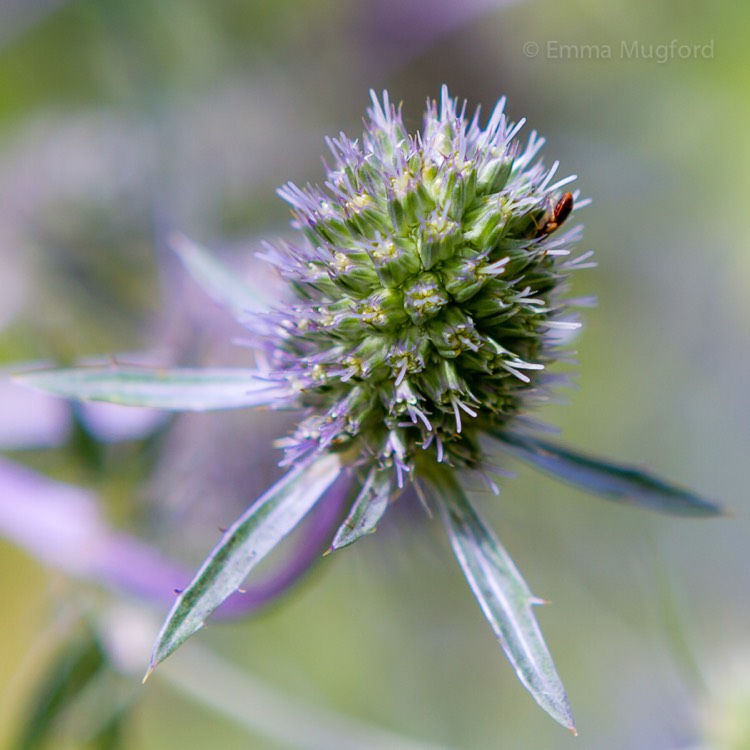 plant image 510506