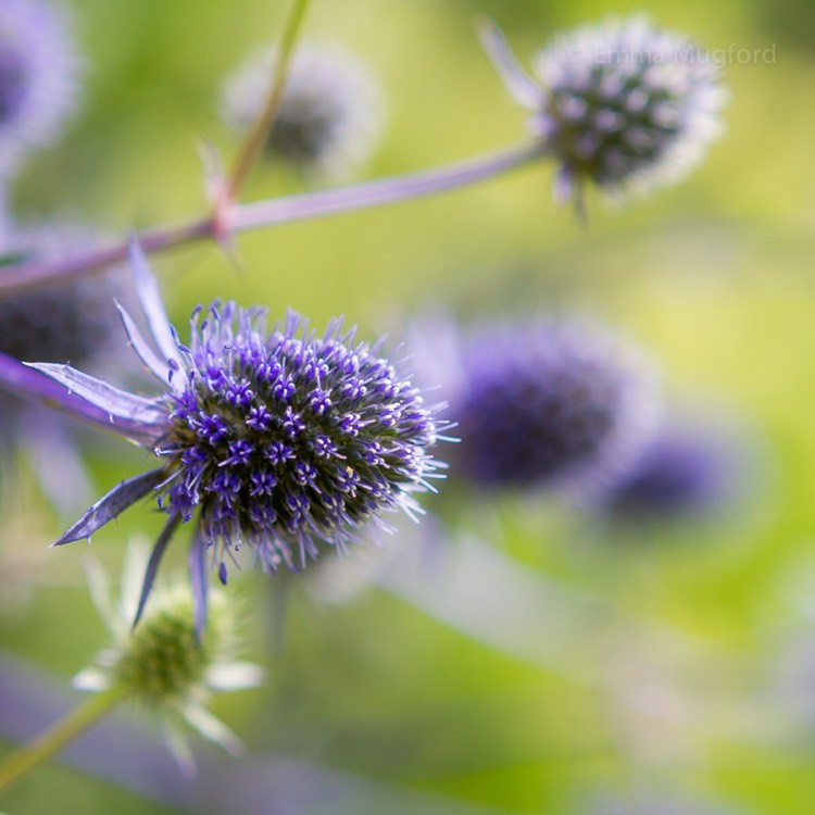 plant image 510508