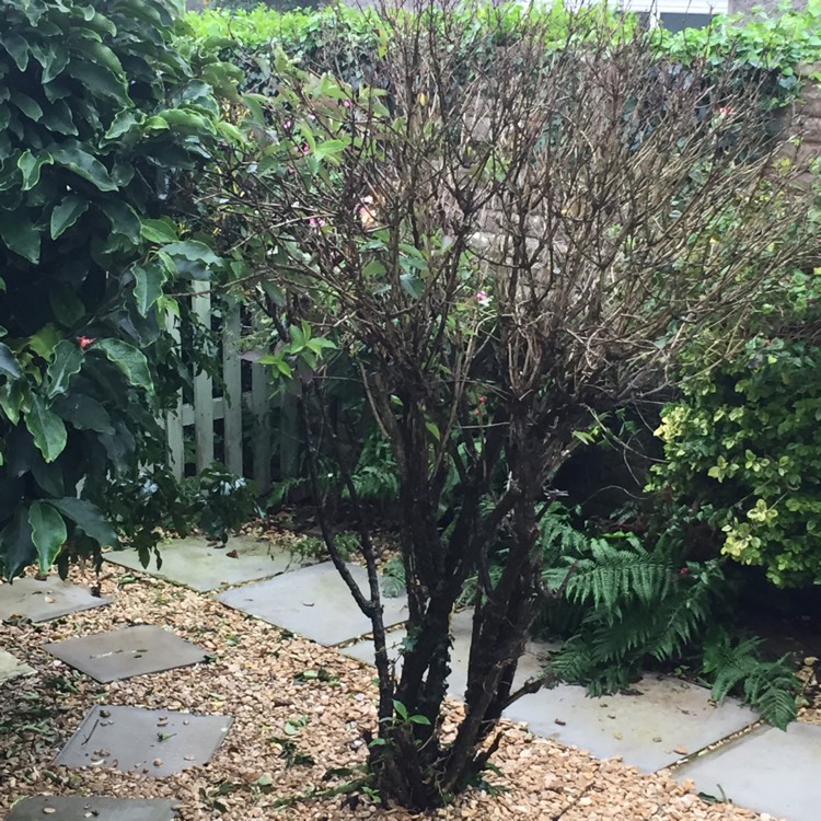 plant image 554722