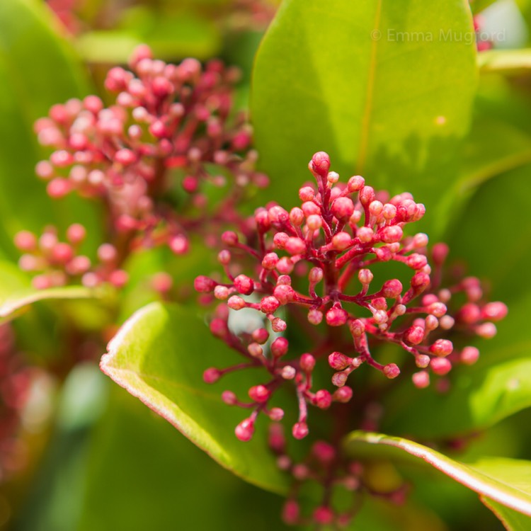 plant image 559037
