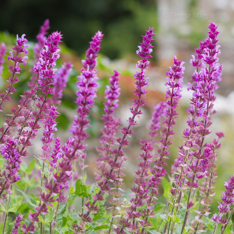 plant image 559044