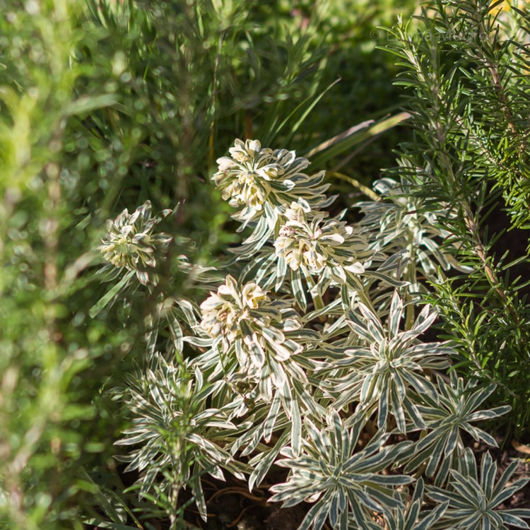 plant image 584270