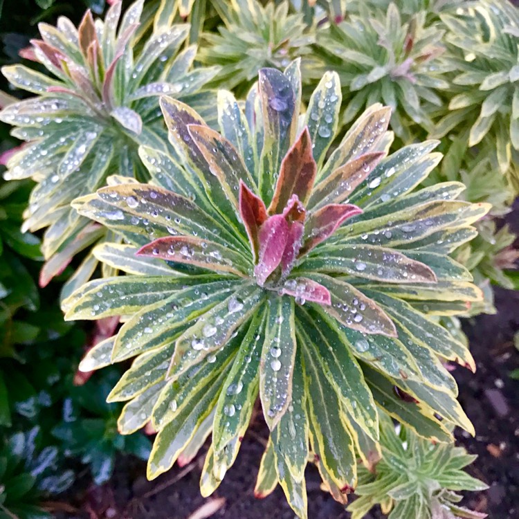 plant image 589371
