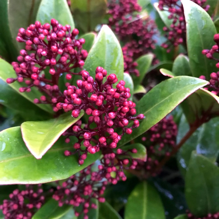 plant image 589452