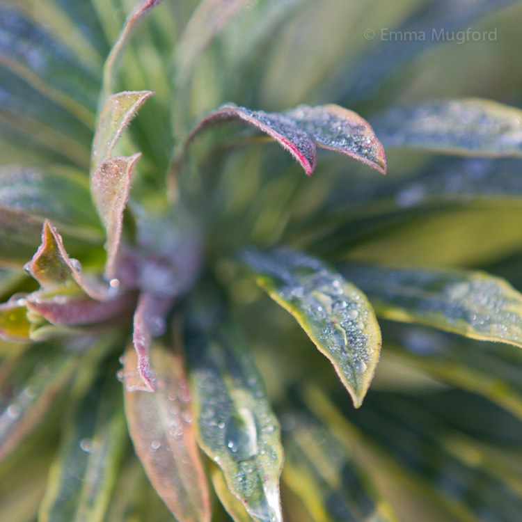 plant image 600098 plant image 600098