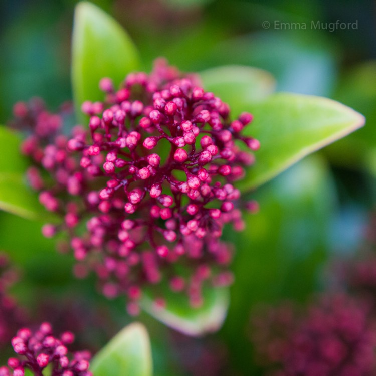 plant image 601512