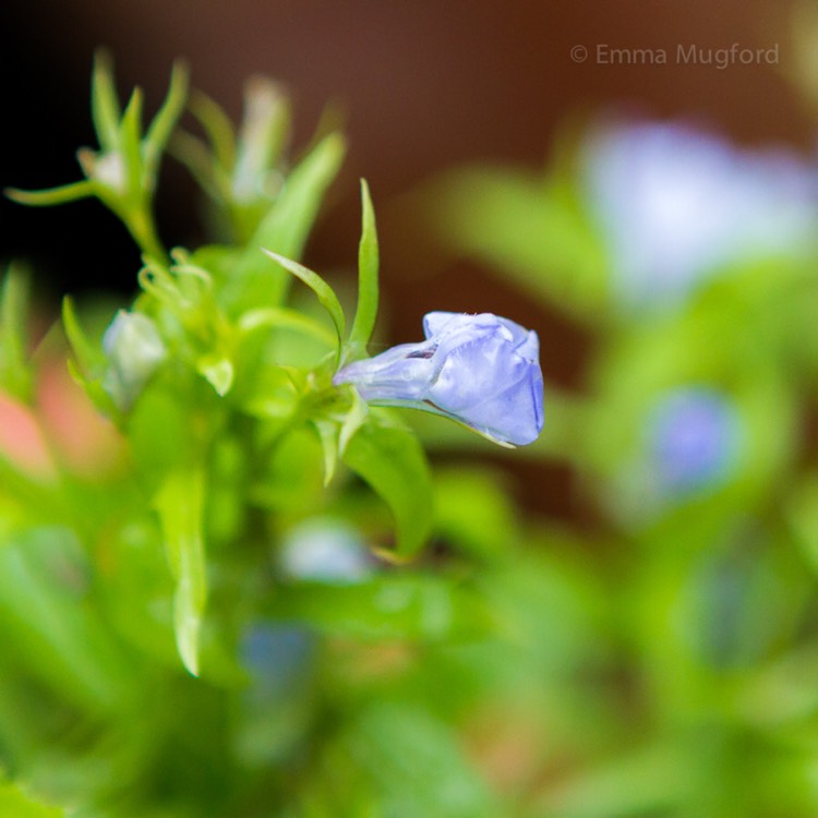 plant image 601614