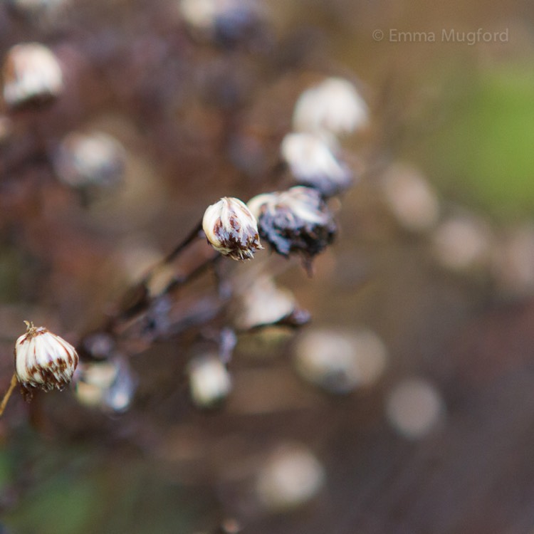 plant image 601783