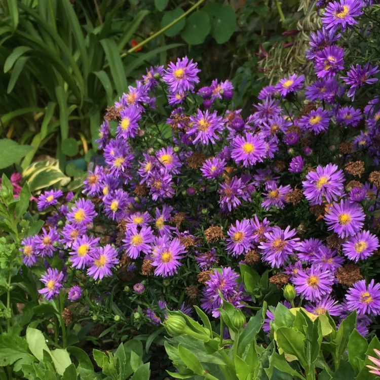 plant image 601801