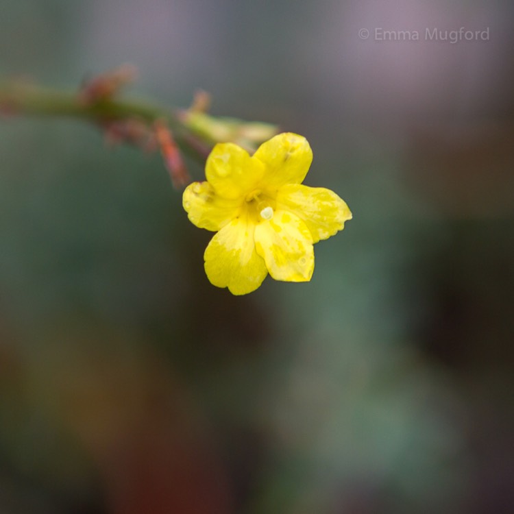plant image 602076 plant image 602076