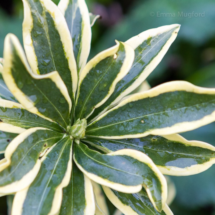 plant image 602476 plant image 602476