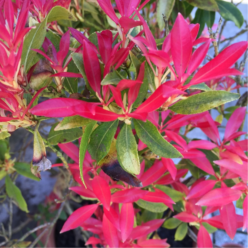 plant image 60998