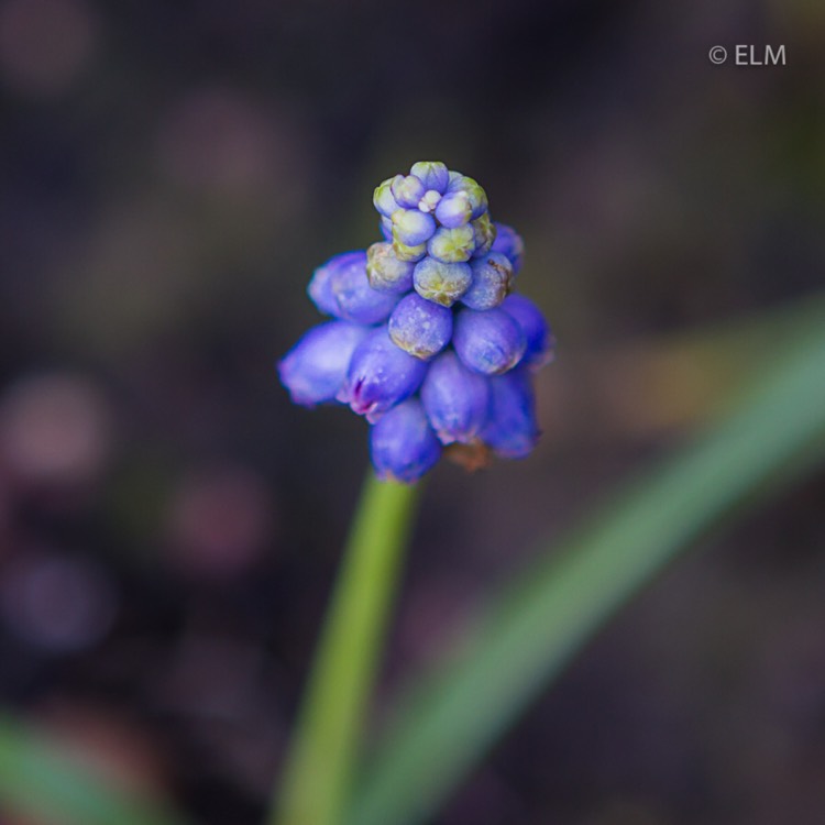 plant image 611098 plant image 611098