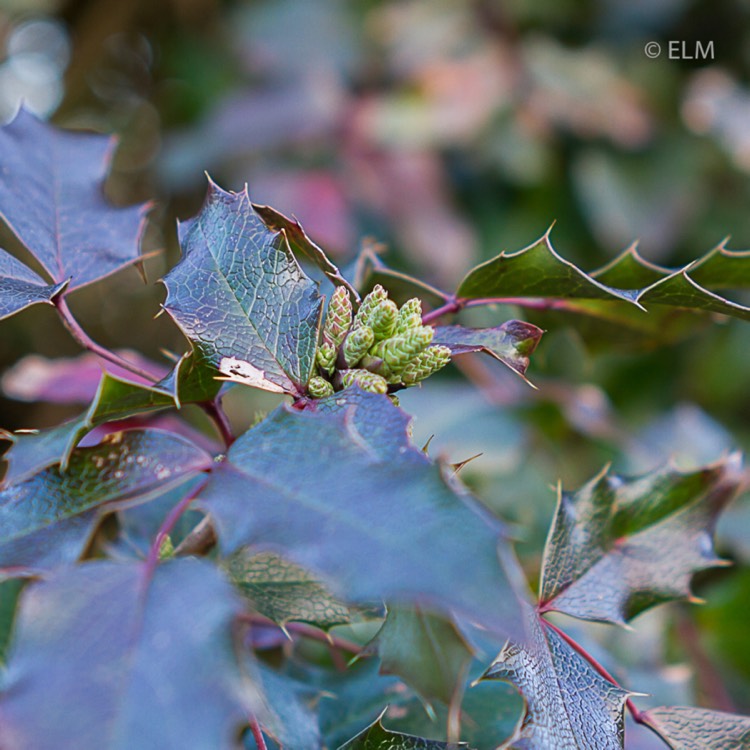 plant image 611555 plant image 611555