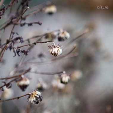 Aster novi-belgii 'Magic'