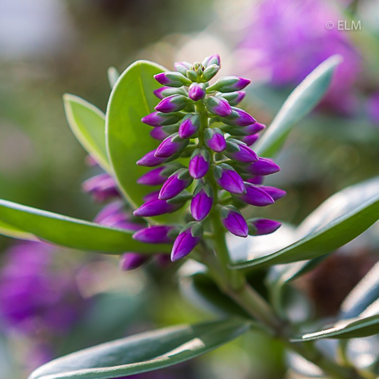 Plant image Hebe