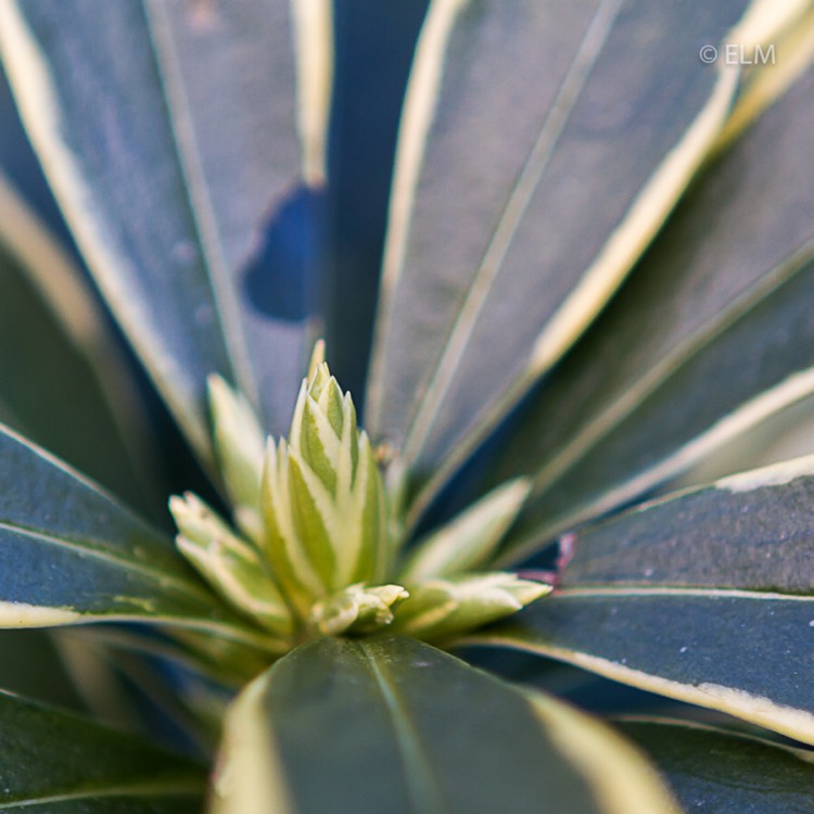 plant image 616813 plant image 616813