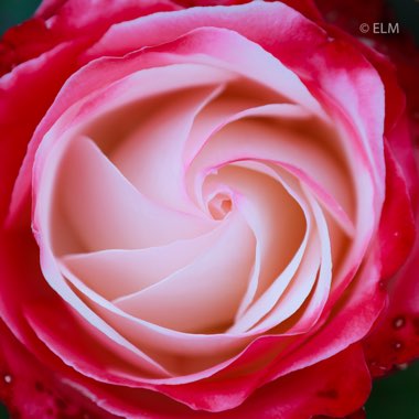 Rosa 'Taneiglat' syn. Rosa 'Nostalgia', Rosa 'Nostalgie', Rosa 'La Garconne'