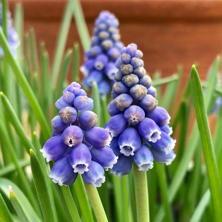 plant image 627804 plant image 627804